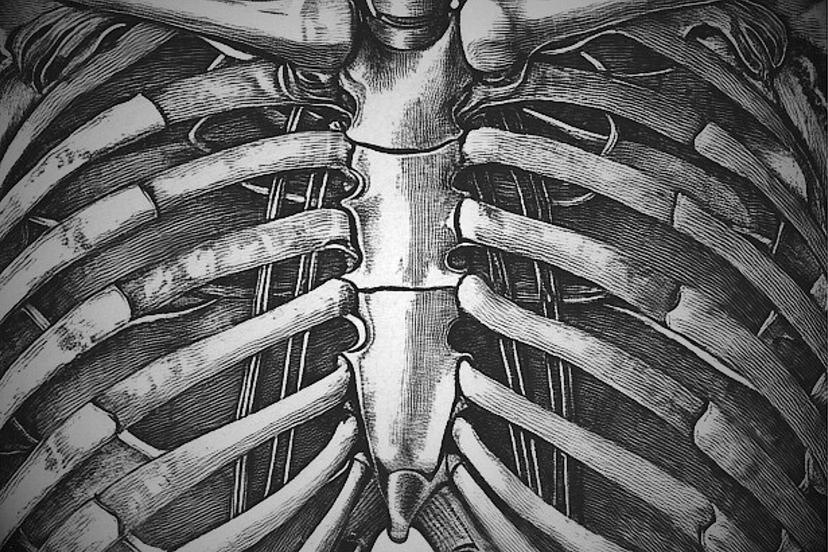 Sternum